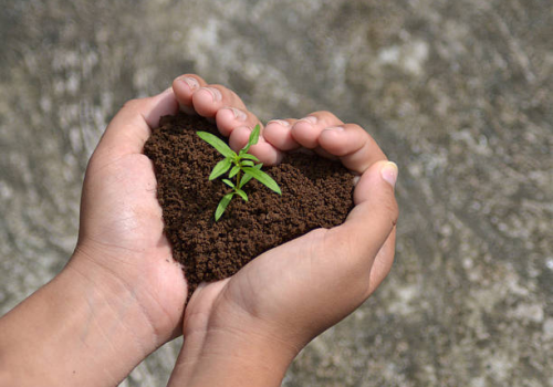 seedling IN hands