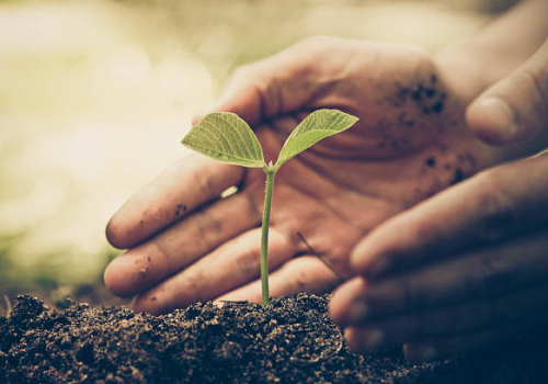 seedling with hands